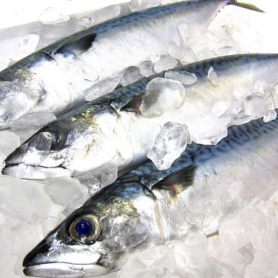 お魚さばきが実習で学べます！ 鮮魚のお土産付 ★お魚料理の超基本から、無駄なく使い尽くす料理方法などお魚三昧のレッスン★１fish３dish(ワンフィッシュスリーディッシュ)　＊sdgs