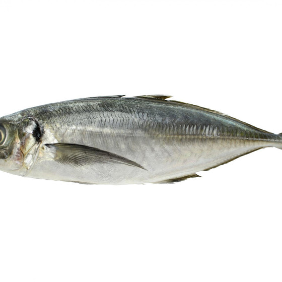 【料理だけ】鯵をおろしたい！お魚のおろしかたレッスン