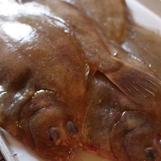 旬の魚を味わいつくす料理教室【鰈】