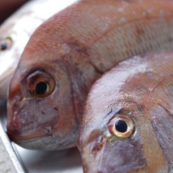 旬の魚を味わいつくす料理教室【桜鯛】―春の章ー