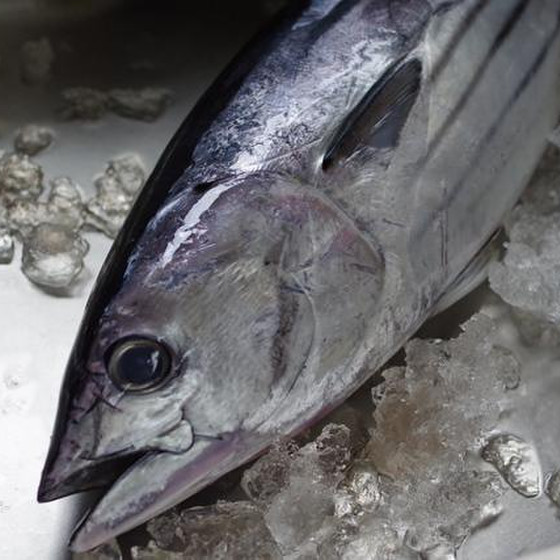 　四季を味わう　魚料理教室　「戻り鰹」