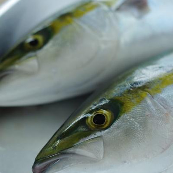 お魚のさばきかた　ツバス