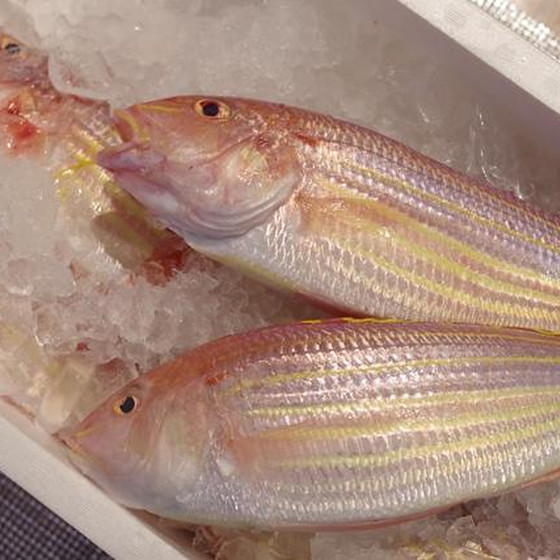 お魚のさばき方　糸撚鯛(イトヨリダイ)