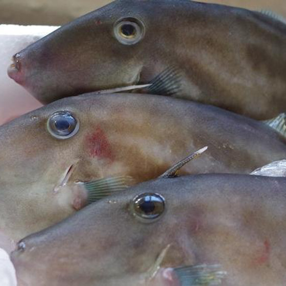 お魚を捌きを極めたい！　 ウマズラハギ・鯛・シロミル貝