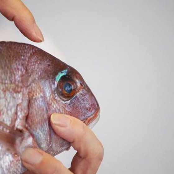 きちんときほんのお魚講座　後期