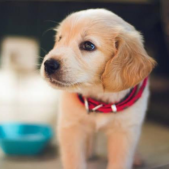 夏休み特別ワークショップ〈愛犬ごはんにおだしをプラス〉