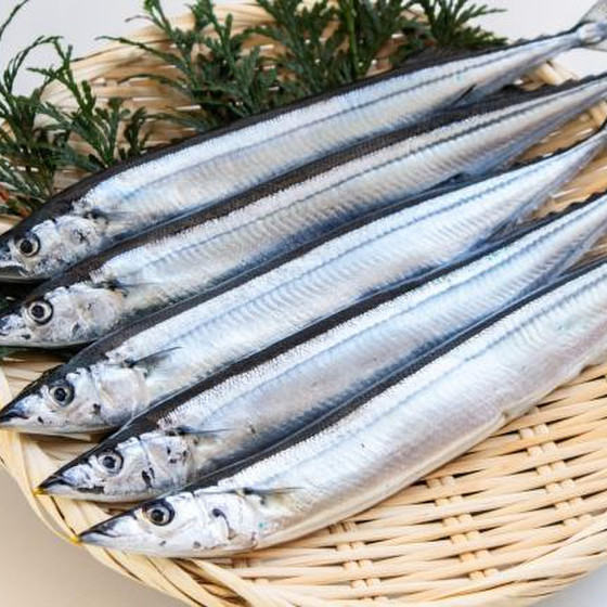 ワークショップ〈お魚をさばきましょう〜サンマ編〉