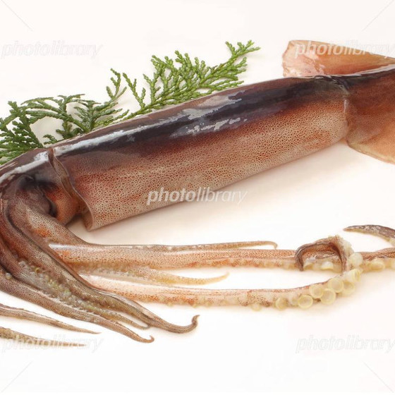 魚レッスン・・イカ