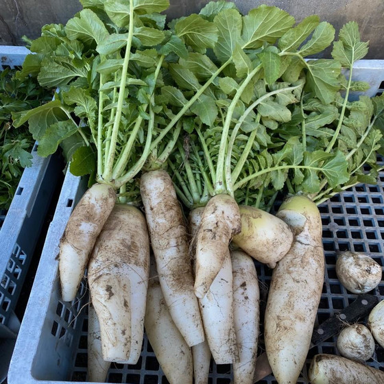 農家が教える！無農薬大根で漬け物体験
