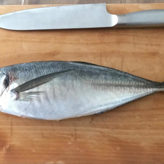 【魚をさばく】鯵のさばき方