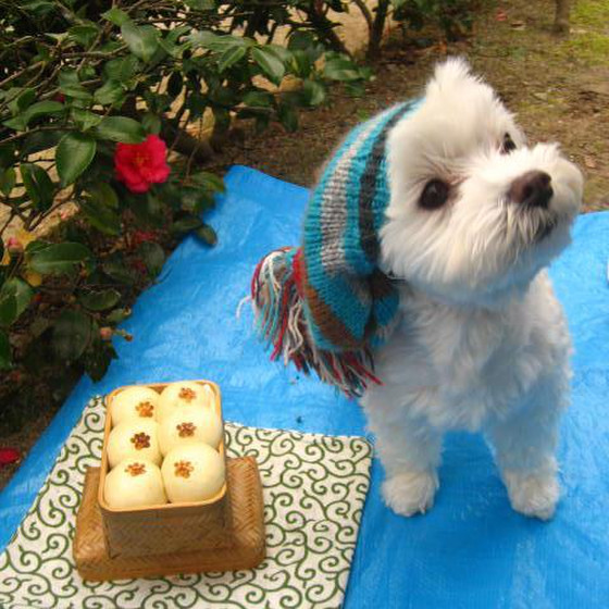 【愛犬家さんのためのパン講座】天然酵母のわんこのパン教室