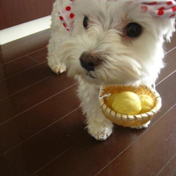 【愛犬家さんのためのパン講座】天然酵母のわんこのパン教室