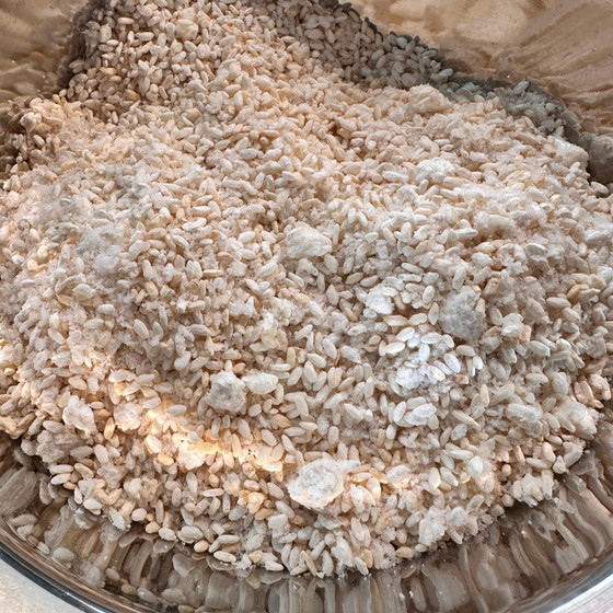 塩切り麹作り。池下本店の直売生麹使用！