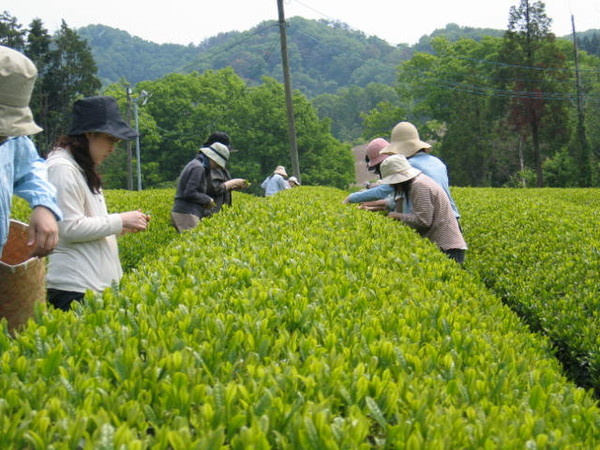 上下町茶畑ツアー。黙々と茶摘み中～