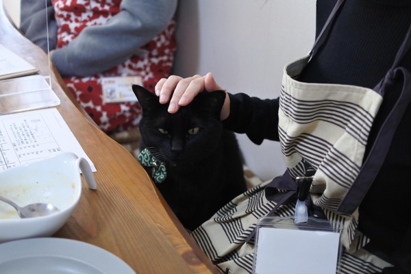 猫が4匹います。動物好きさん大歓迎！