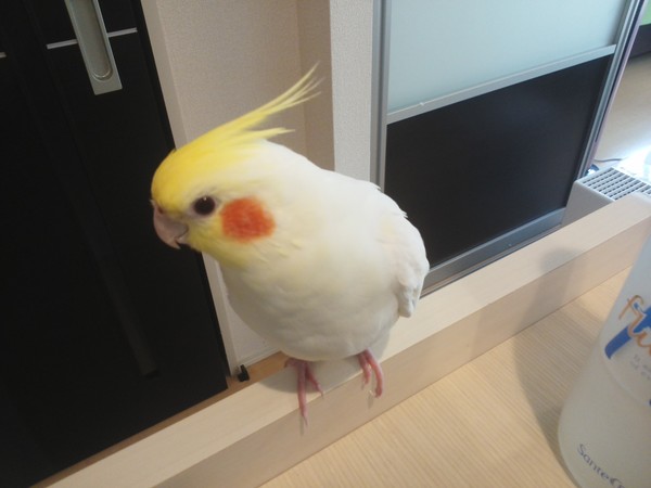 看板インコのまるちゃんもお客様のご来訪をお待ちしています