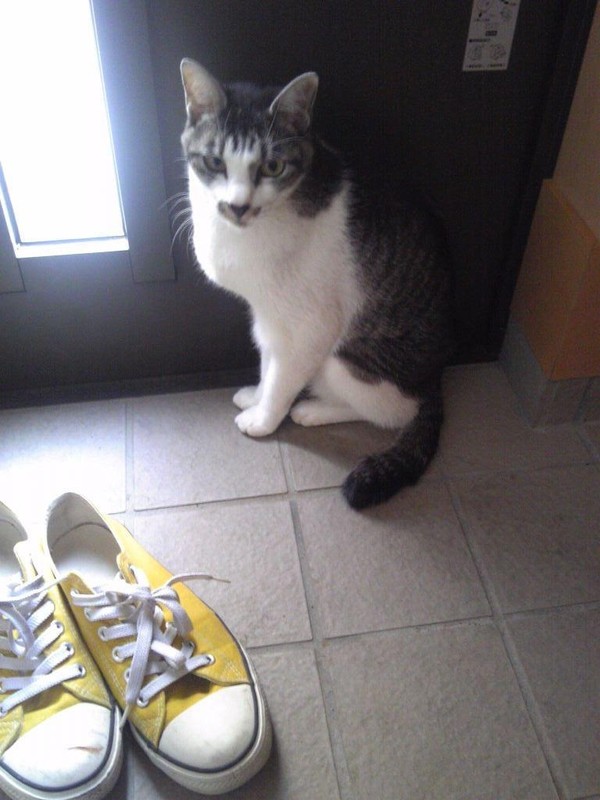 ショップ猫のレオ