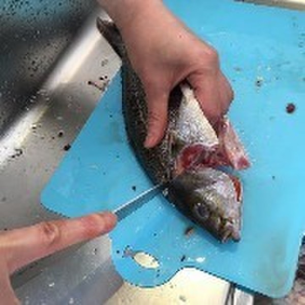 いさきをさばいてます