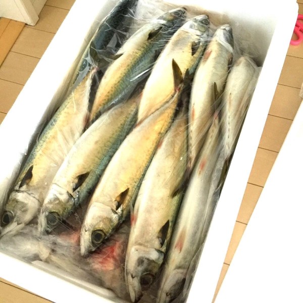 市場直送の新鮮な魚！旬の魚介類を味わいましょう！