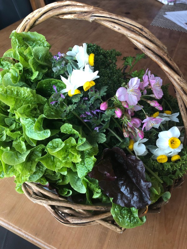 教室前の畑で朝取りした新鮮なお野菜と季節のお花🌸