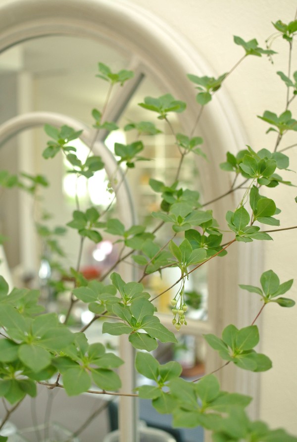 お部屋にお花や緑を飾るのが好きです！