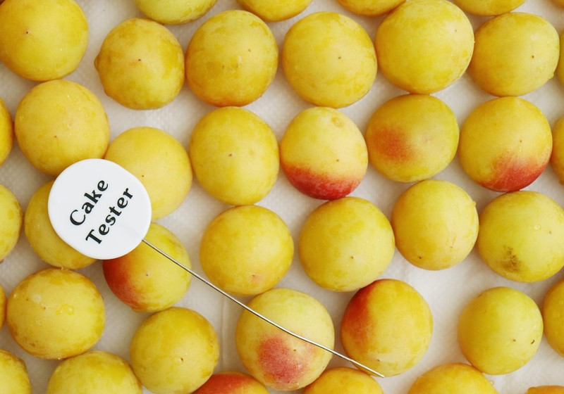 梅仕事　ヘタを取るのにケーキピックが便利